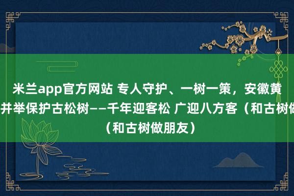 米兰app官方网站 专人守护、一树一策，安徽黄山多措并举保护古松树——千年迎客松 广迎八方客（和古树做朋友）