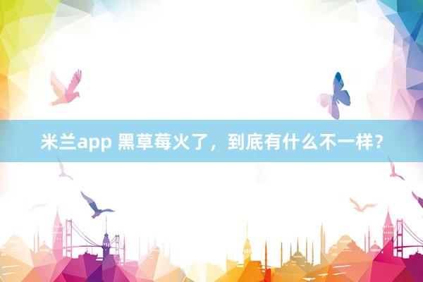米兰app 黑草莓火了，到底有什么不一样？